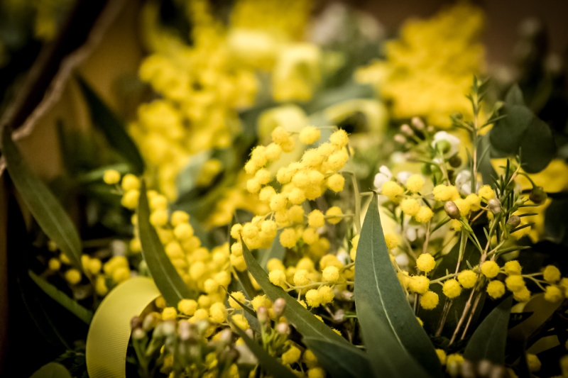 Australian Wattle